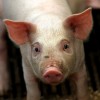 Ārlietu ministrijas paziņojums par Krievijas noteikto aizliegumu dzīvnieku importam no ES